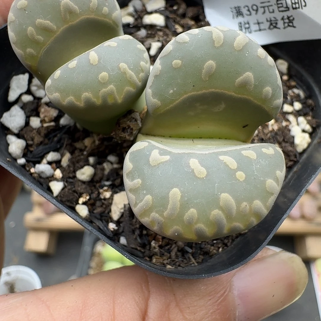 490多肉哈哈哈哈哈哈哈