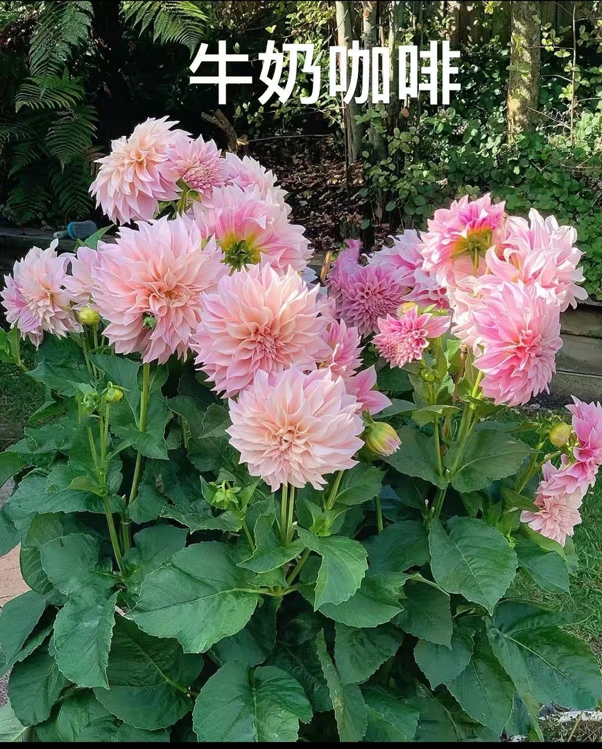 【紫薇专属】牛奶咖啡大丽花 1颗 种球爆花好养花期长室内