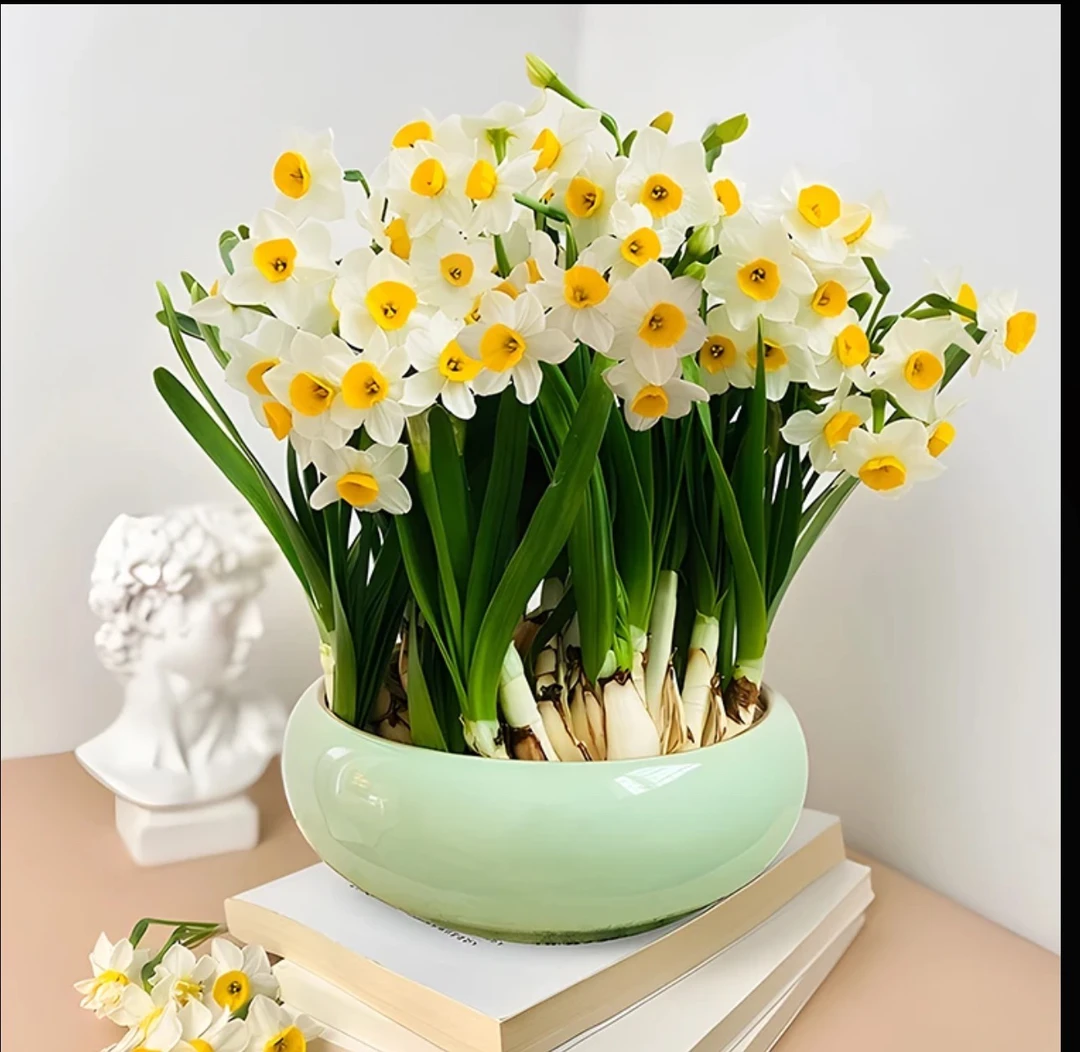 水仙花盆栽室内外好养耐寒植物浓香型