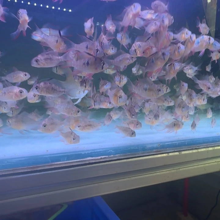 短鲷鱼玻利维亚凤凰头尾五厘米三条