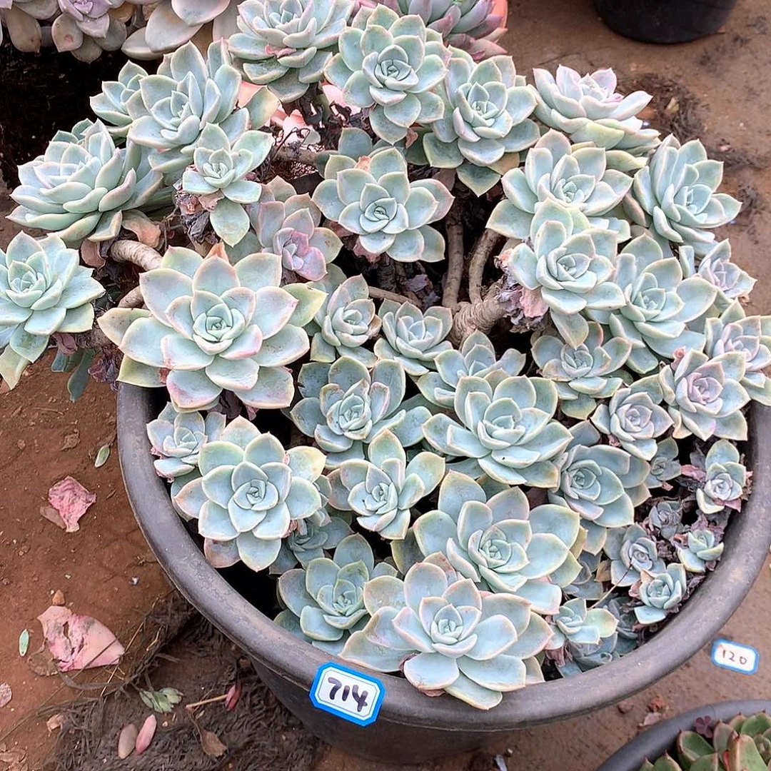 714哈利 一物一拍多肉