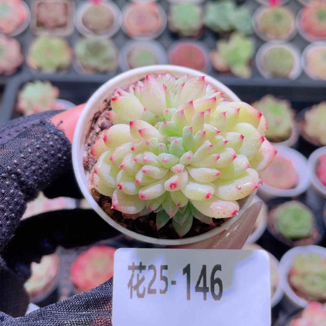 花利美25-146新麦秆