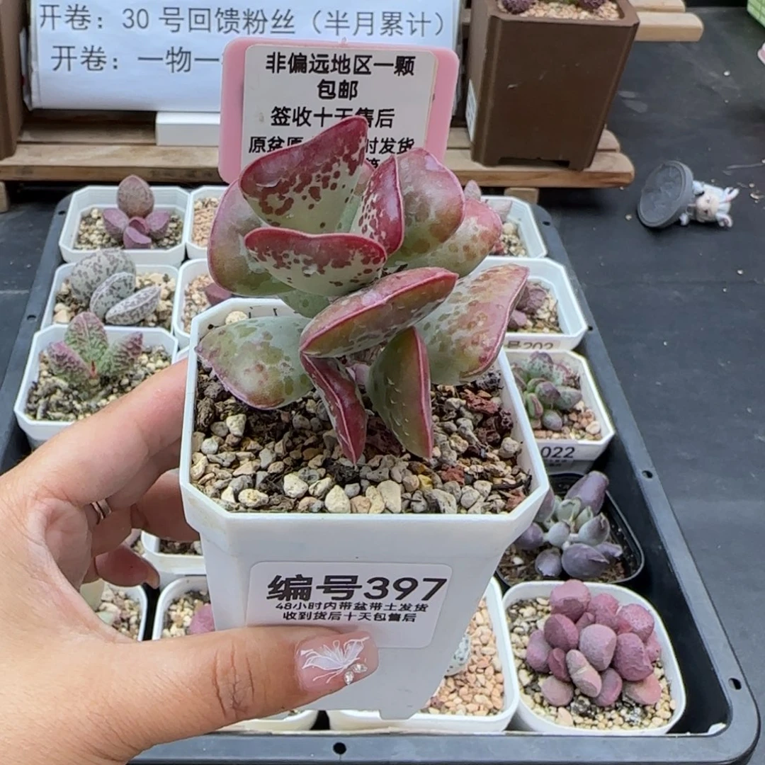 娴*397爱心多肉植物
