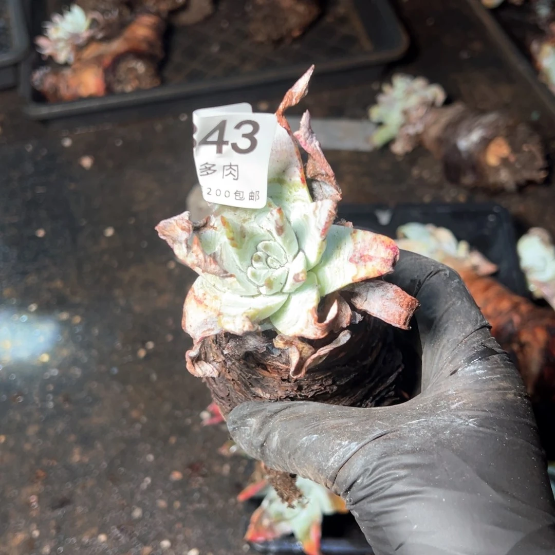 6843哈哈哈哈哈哈哈哈