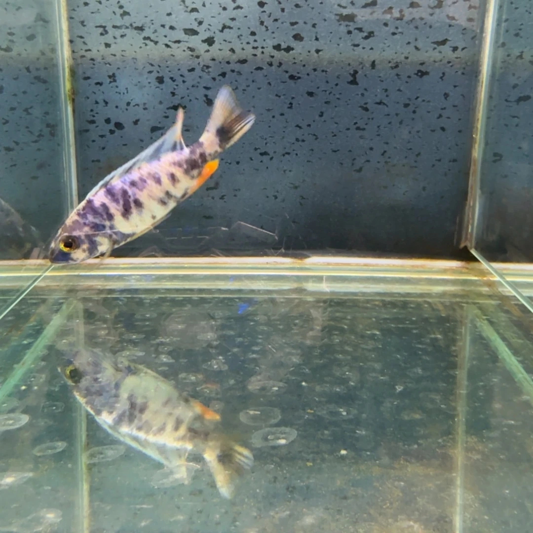 慈鲷1207ob阿里。