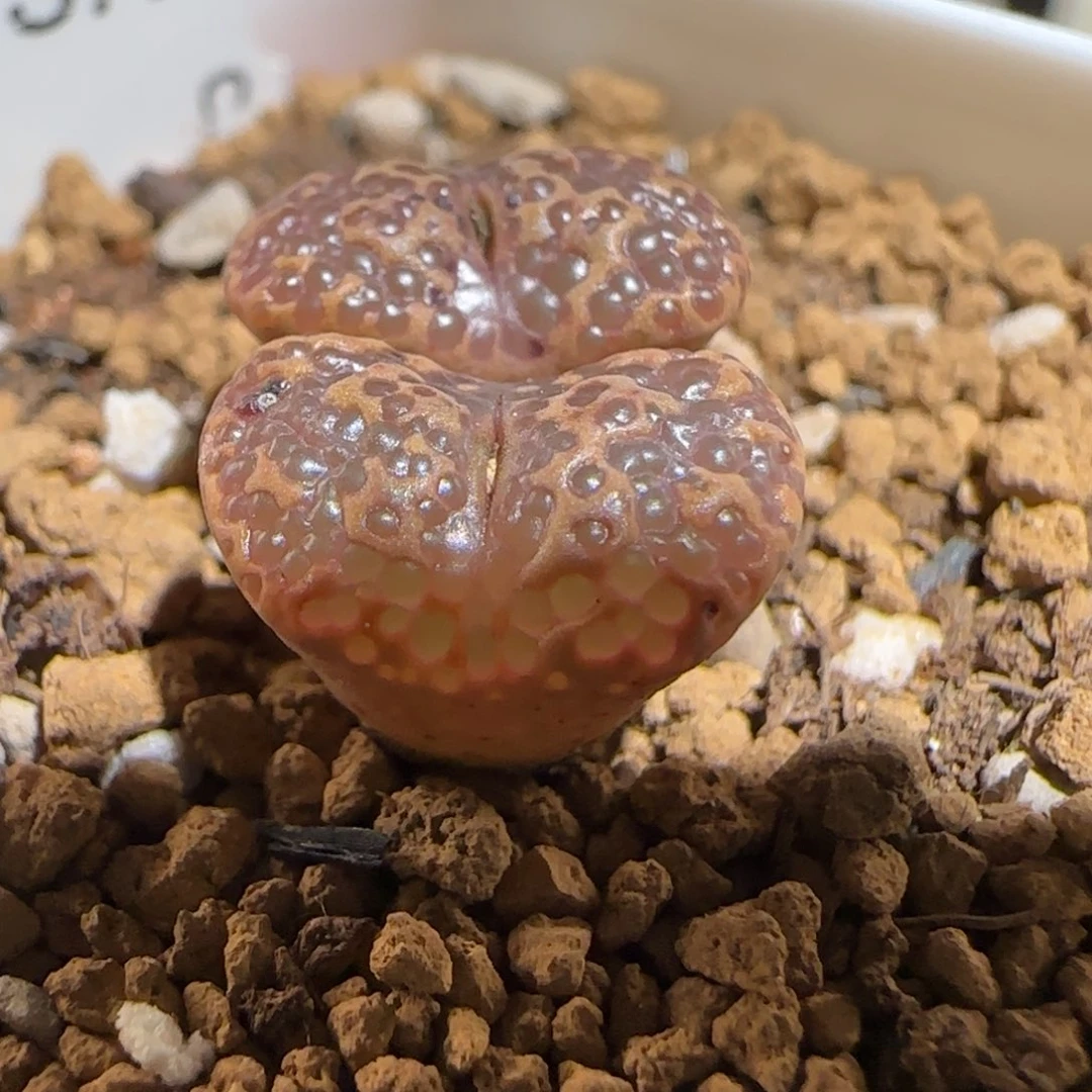 肉锥多肉植物组合-超级泡泡勋1417