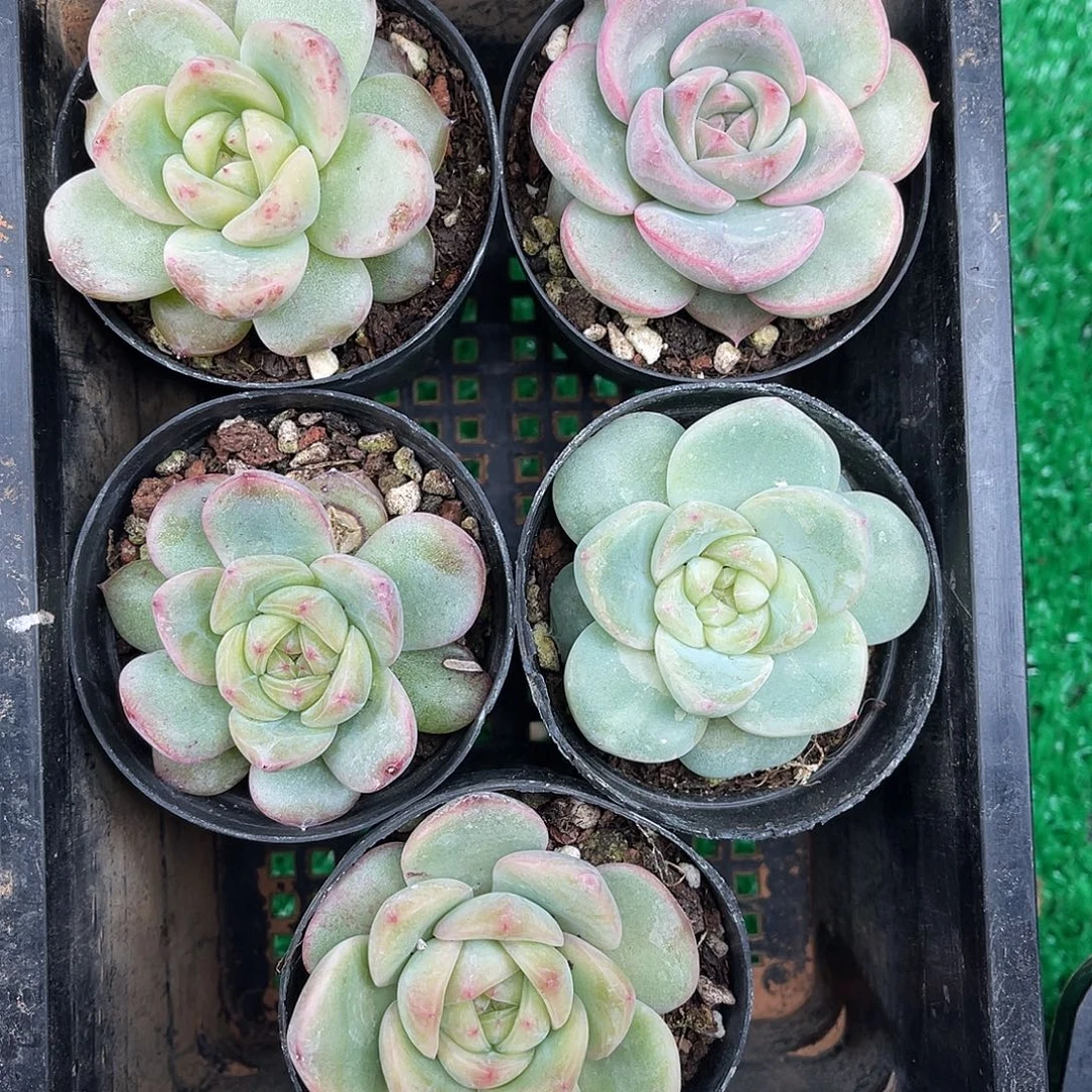 多肉一物一拍8-135