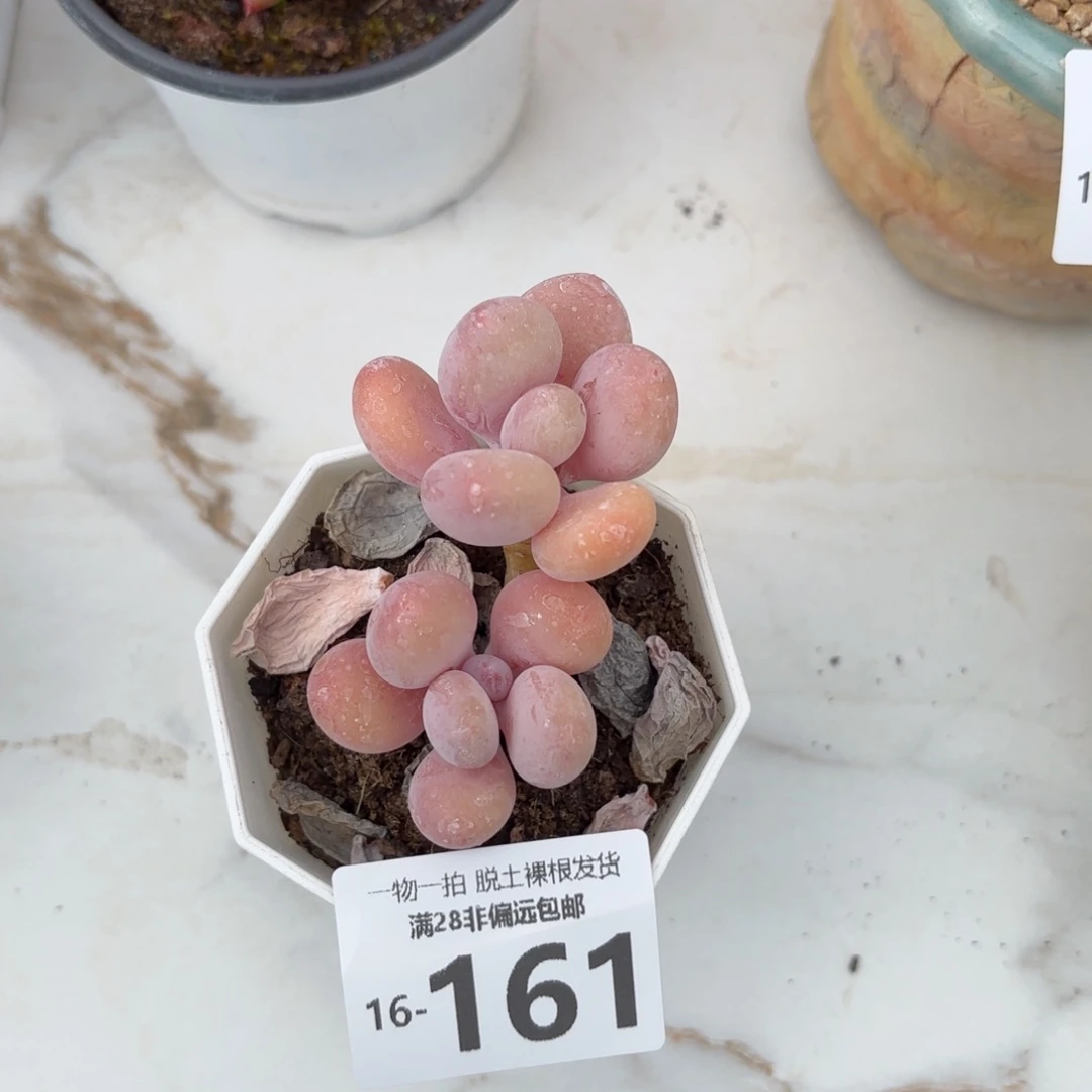 蛋黄奶老桩多肉多肉