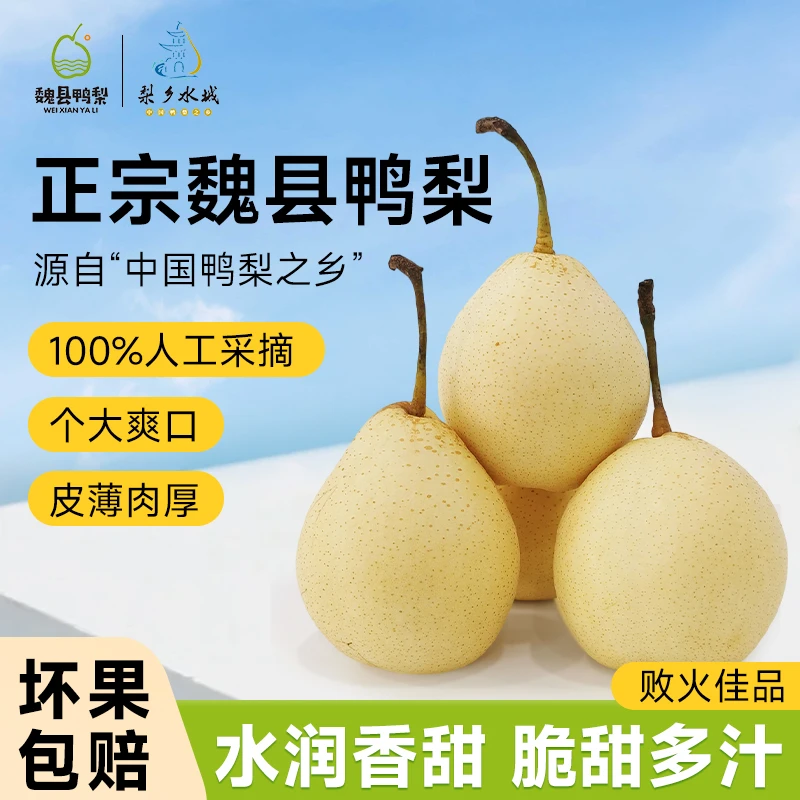 正宗魏县黄金脆皮金梨拍四斤送半斤香 酥 脆 甜现摘鸭梨xd河北省