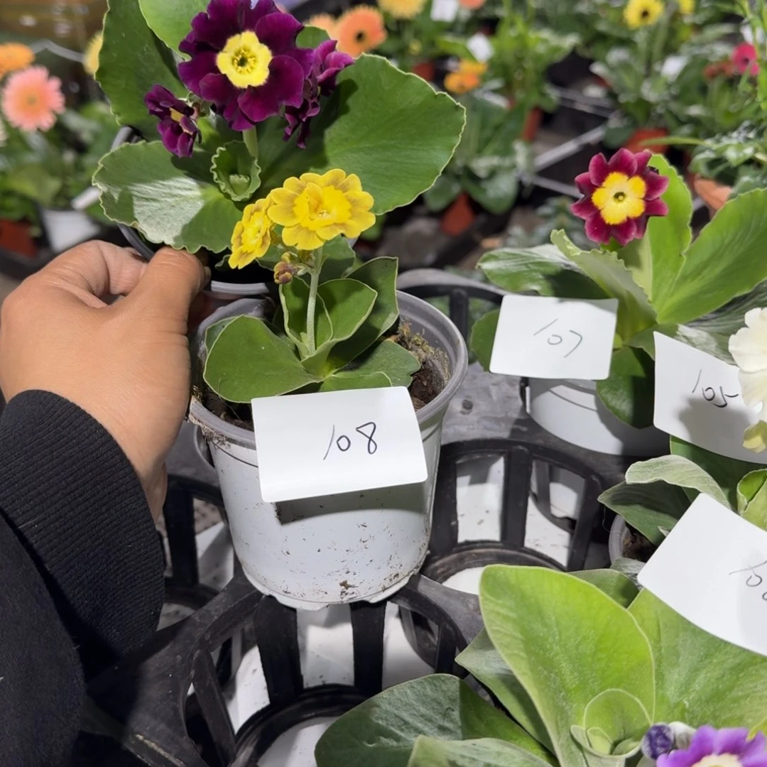 耳叶报春108两盆