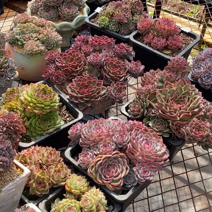 模特模特，防拍价格