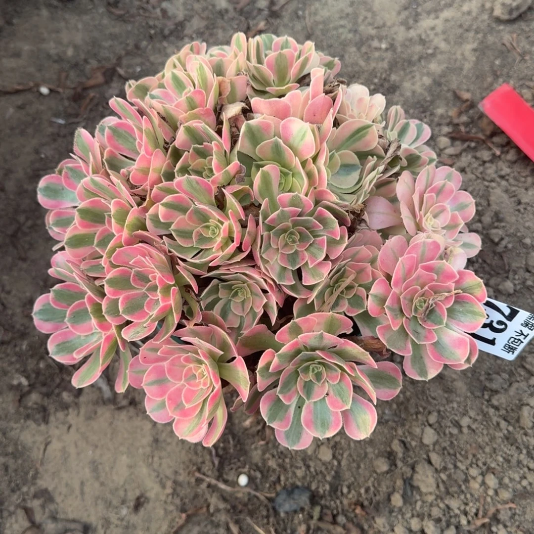 18-5法师女巫0731