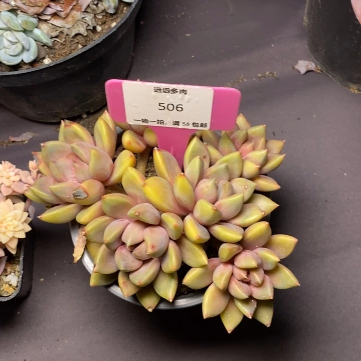 506象牙肉肉肉肉