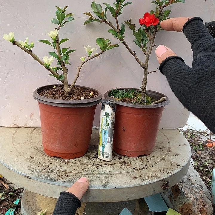 仗***涯原生.........