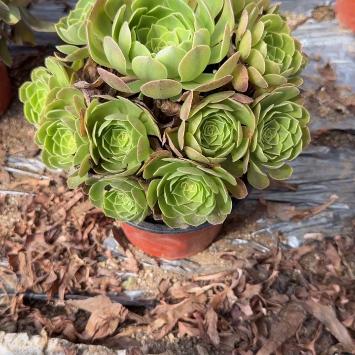 070雨荷 多肉植物