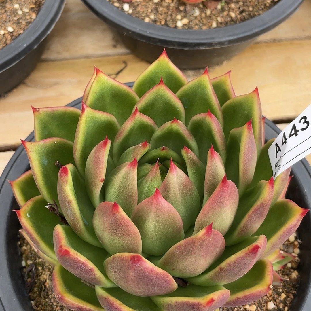 若如东云单拍A443