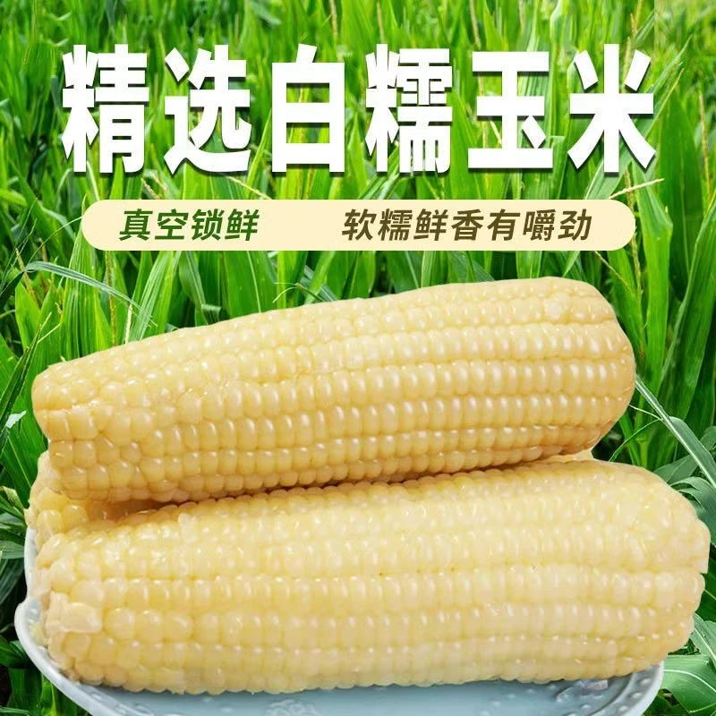 2024年山西白糯玉米大棒真空玉米低脂代早餐粗粮新鲜加热即食