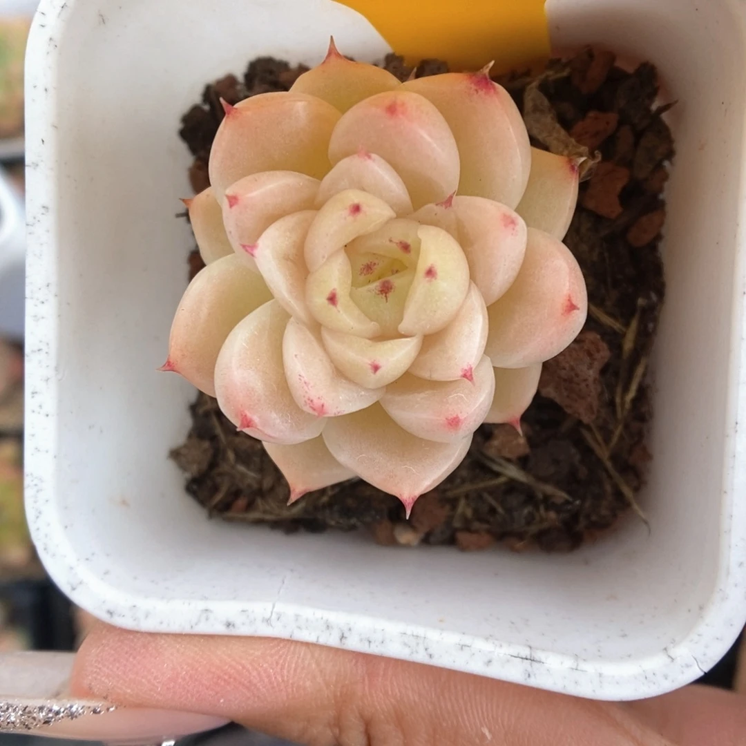 S***3油透麦秆260号。