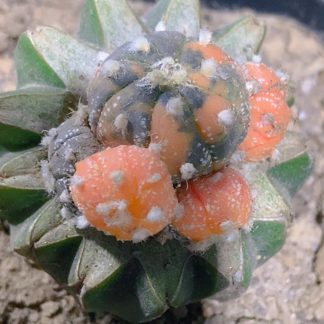 无花朵散斑红锦兜群898