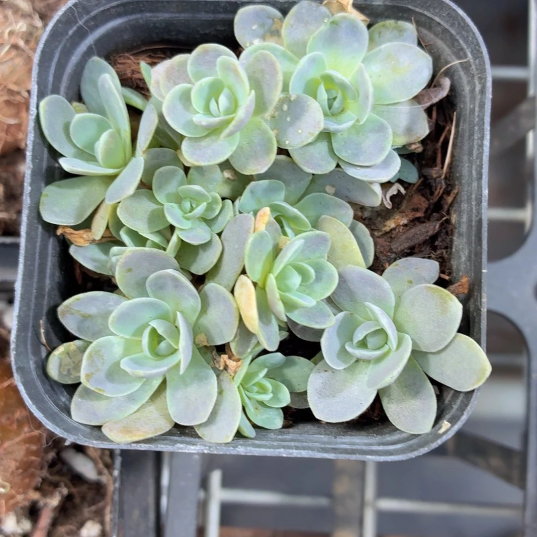 子持莲华多肉9.9包邮发货