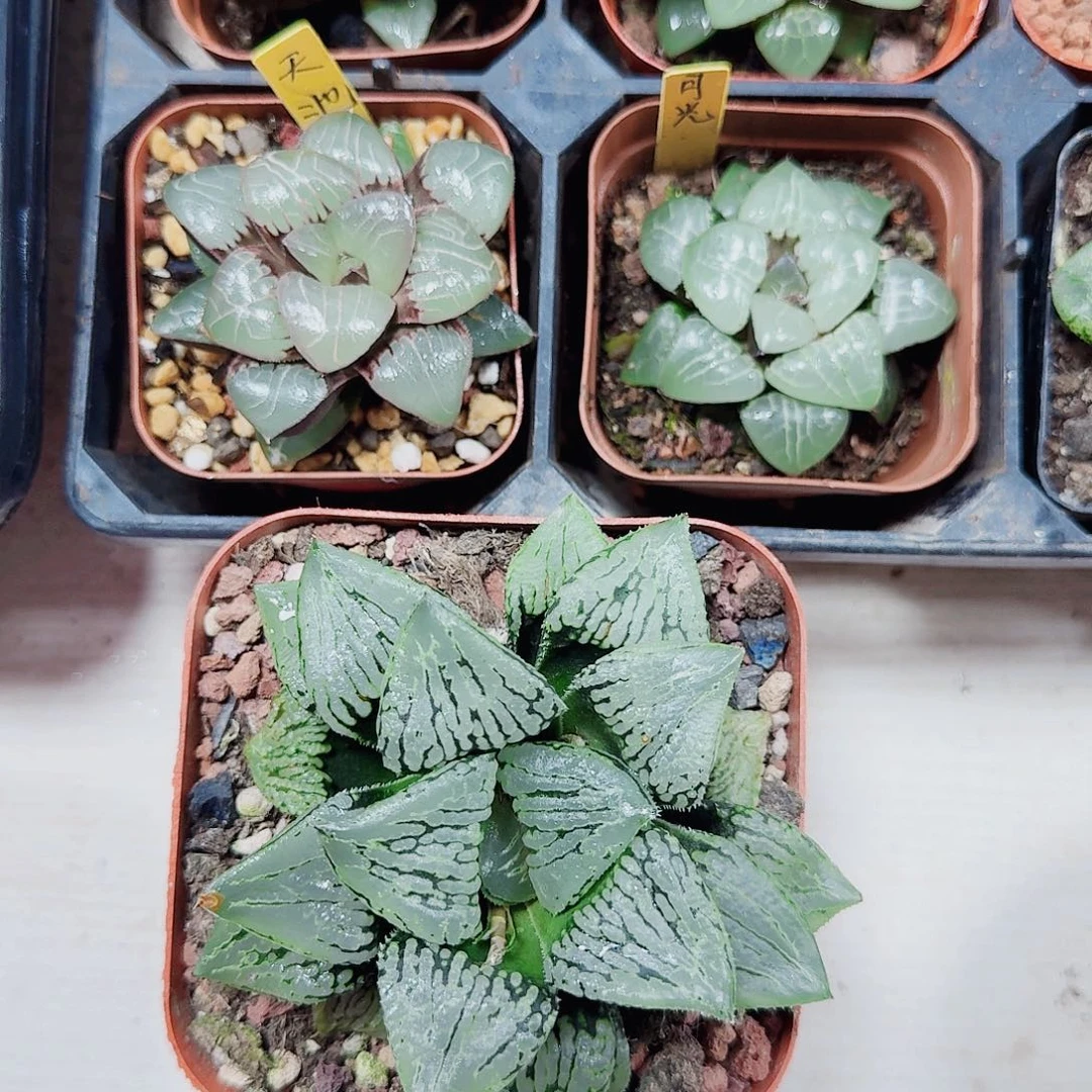 文***子十二卷福利活动5颗