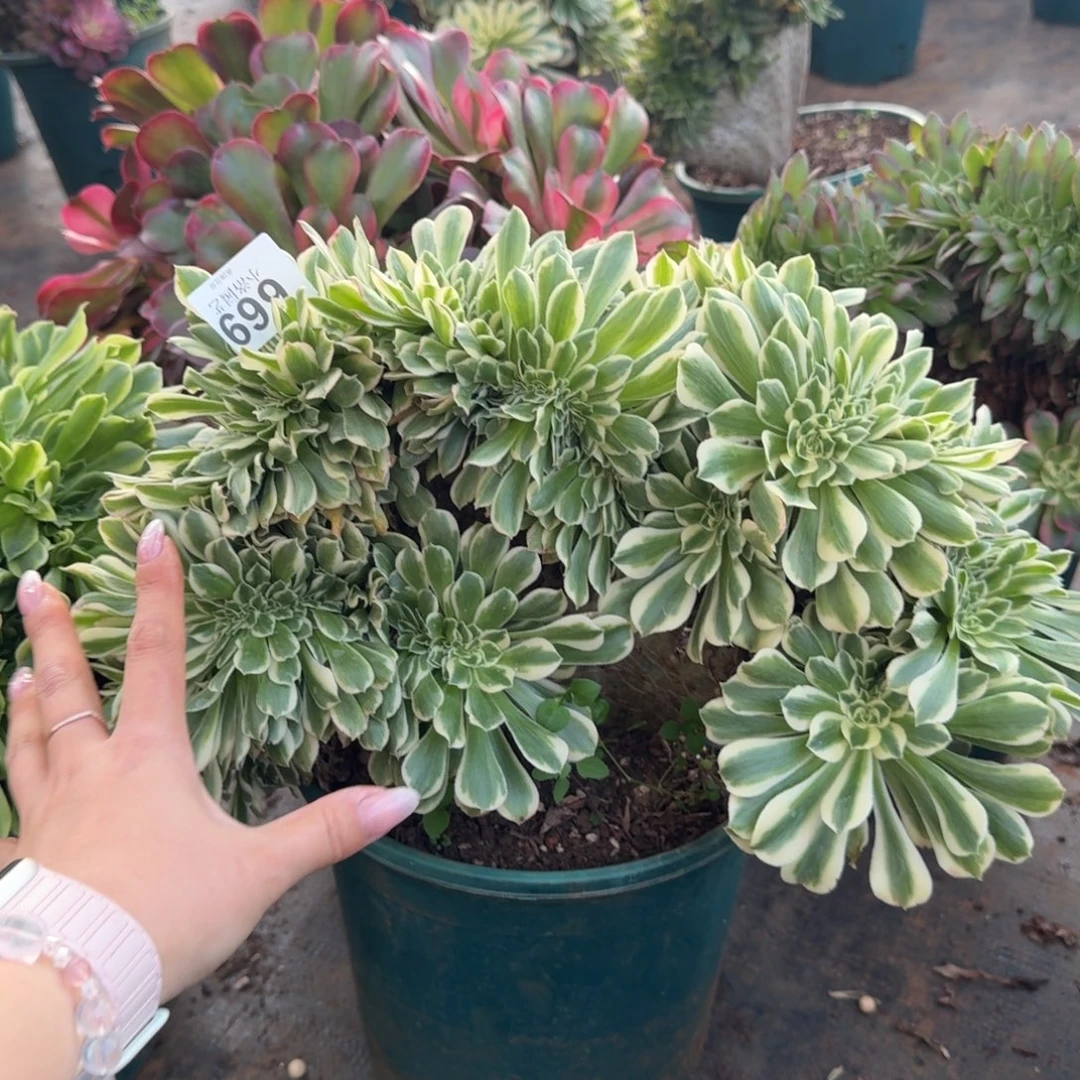 669迈巴赫缀化多肉植物满28包邮