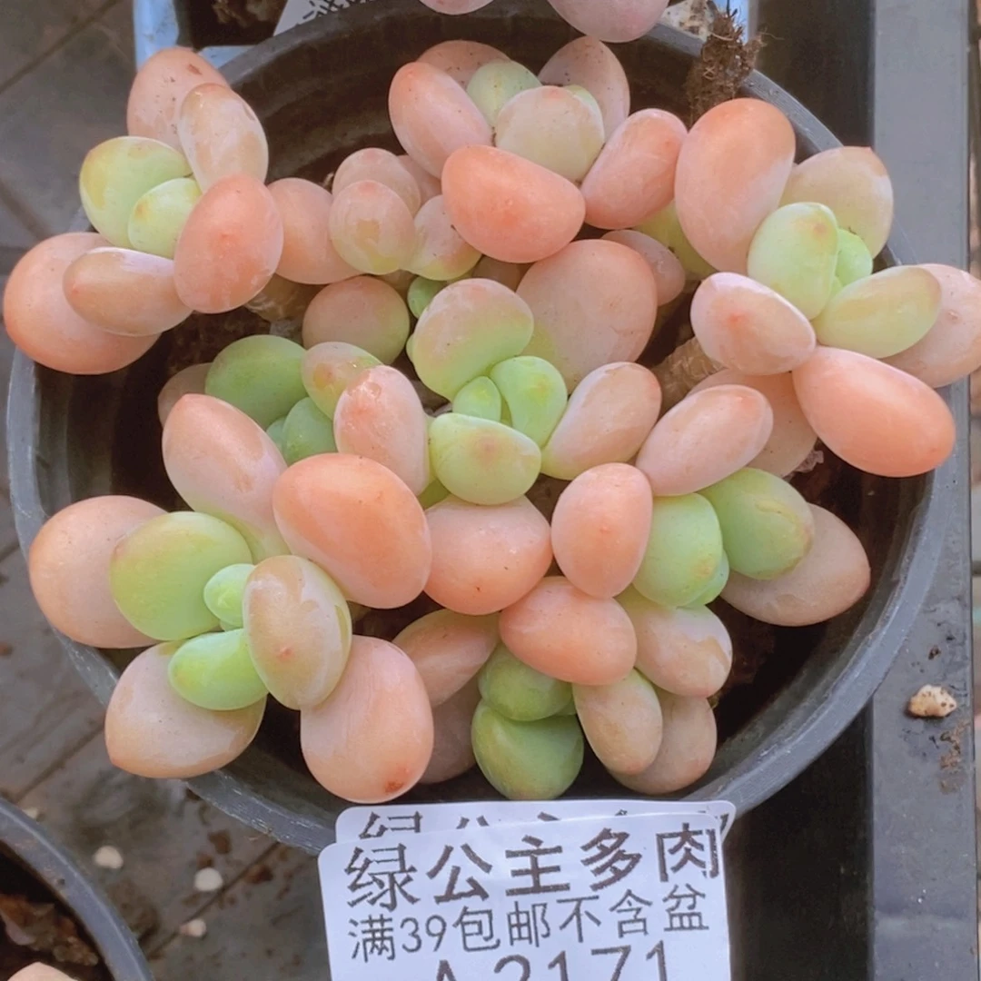 橘子香水洛神8cm2171多肉植物