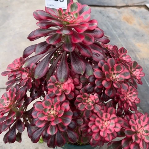 559香奈儿多肉35厘米左右