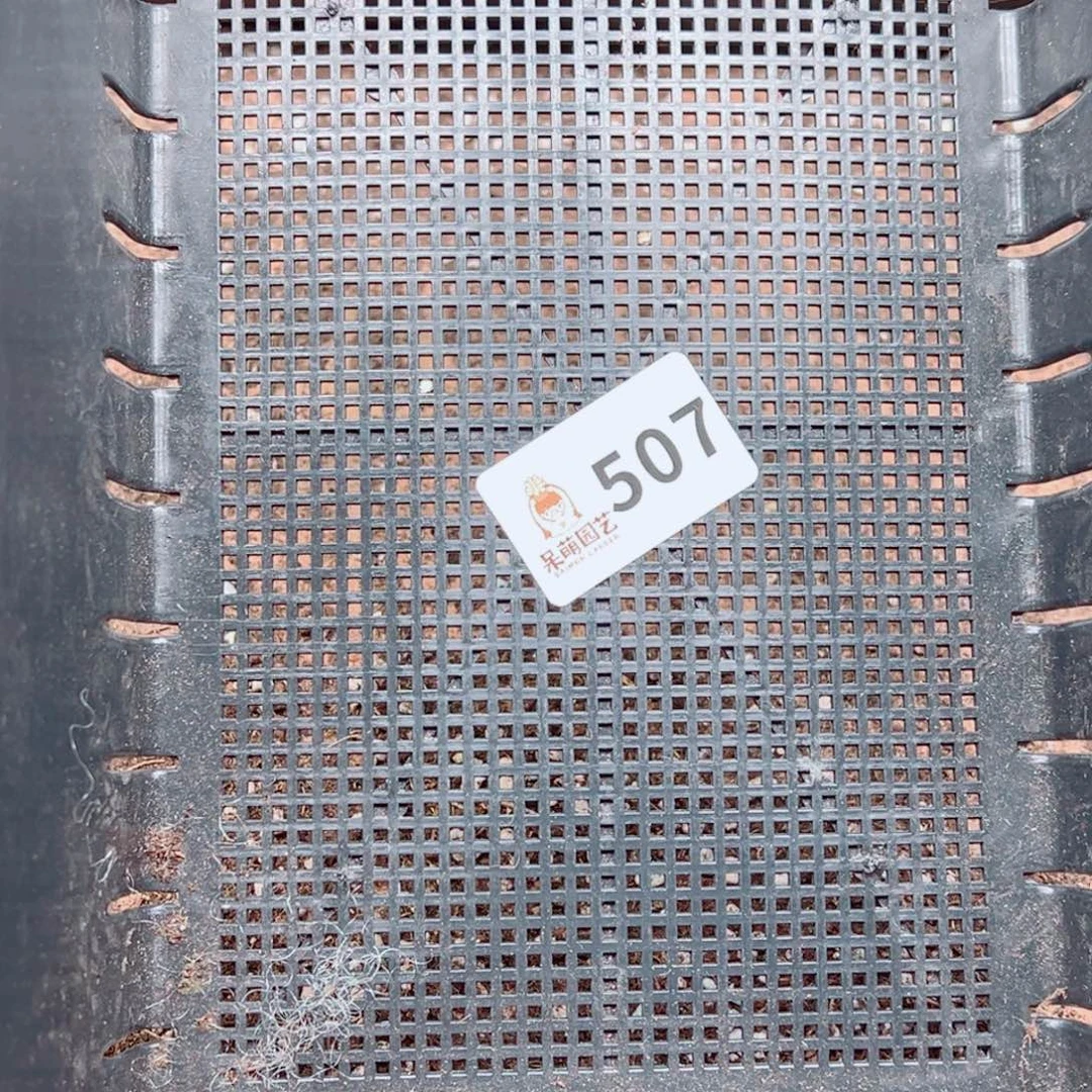 q***r多肉植物多肉植物