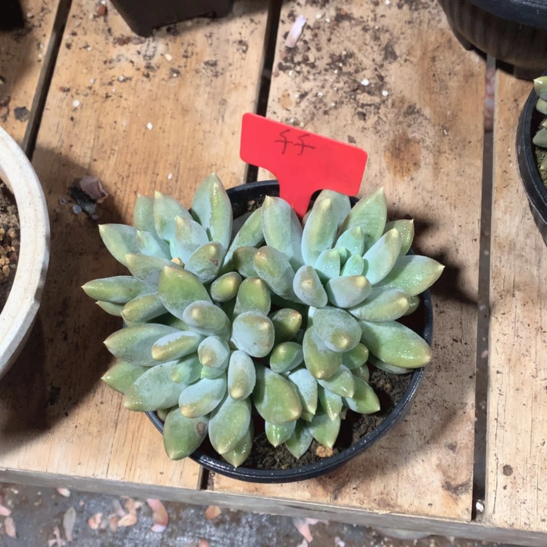 多肉植物胖体哥特