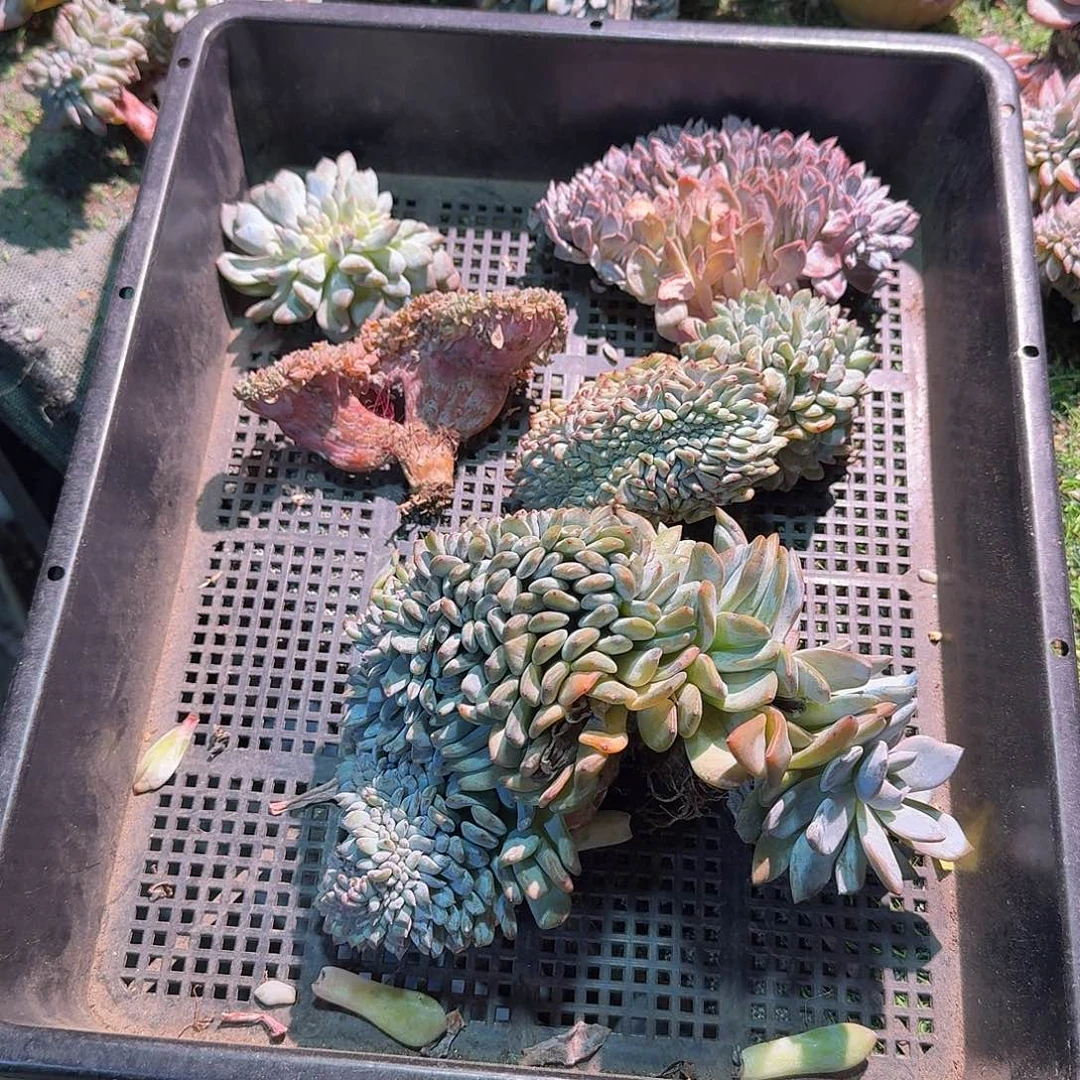 星影缀化瑕疵福利呀呀