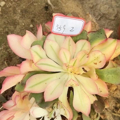 多肉植物香妃559号