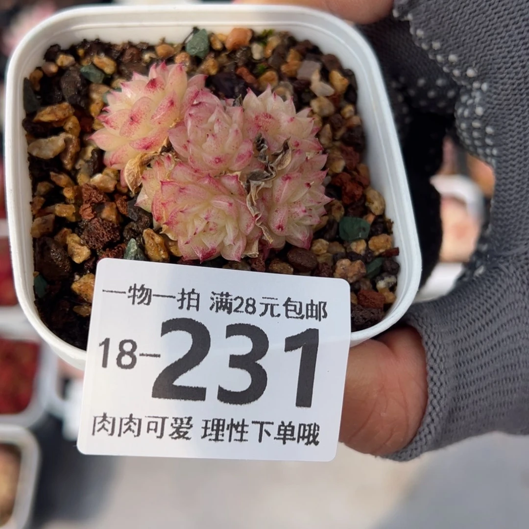 小脸麦多肉多肉多肉多肉