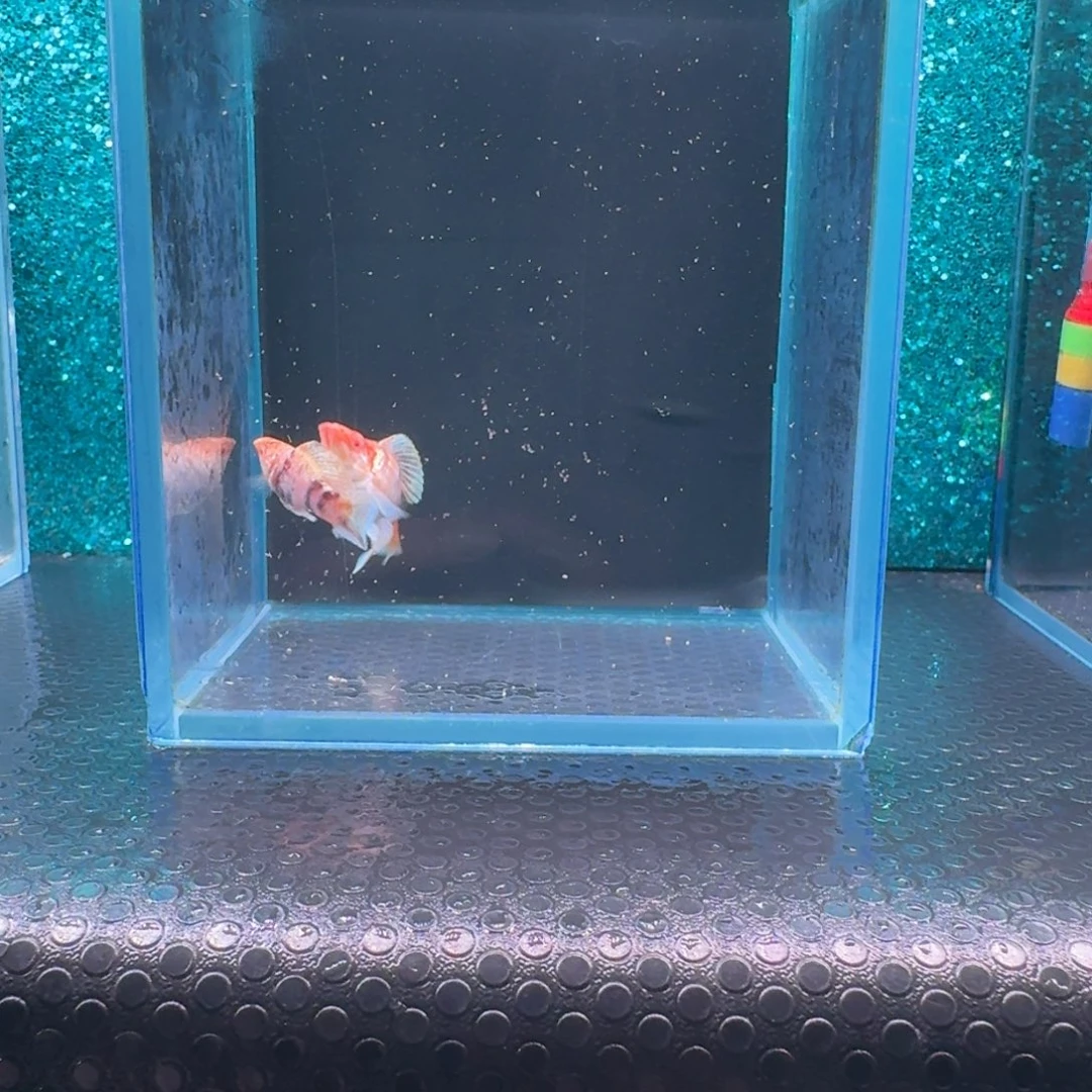 黑玛丽鱼531号玛丽2条
