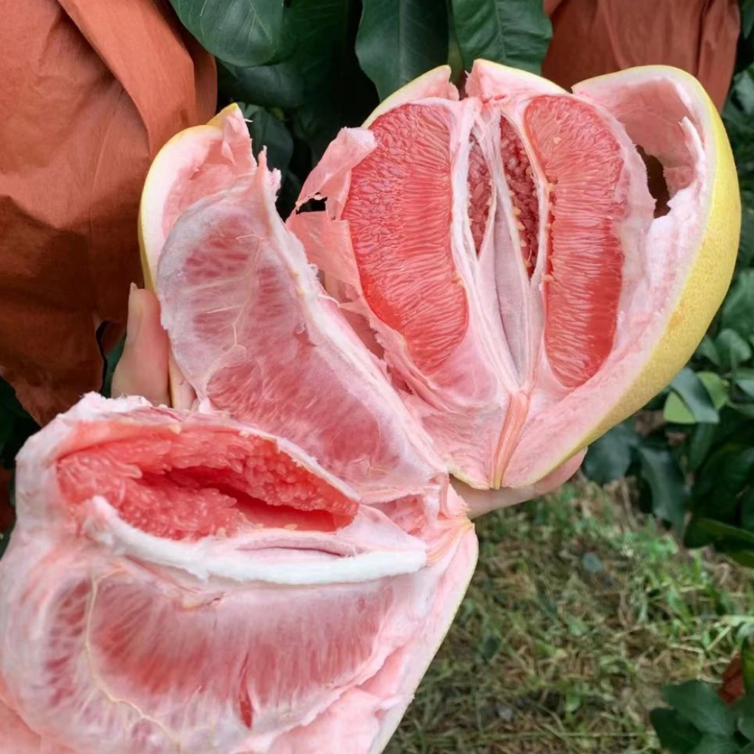 【农之飘】福建平和老树三红心蜜柚皮薄多汁