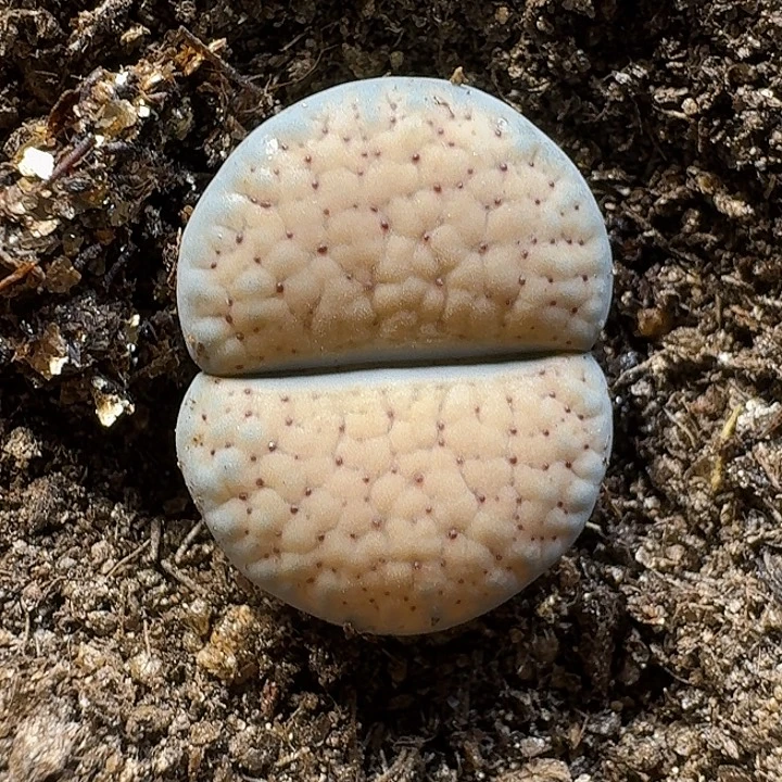 生石花111111。  216