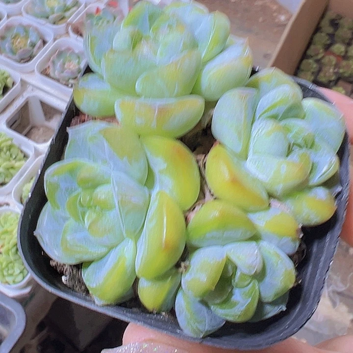 刚毅群19包邮多肉植物