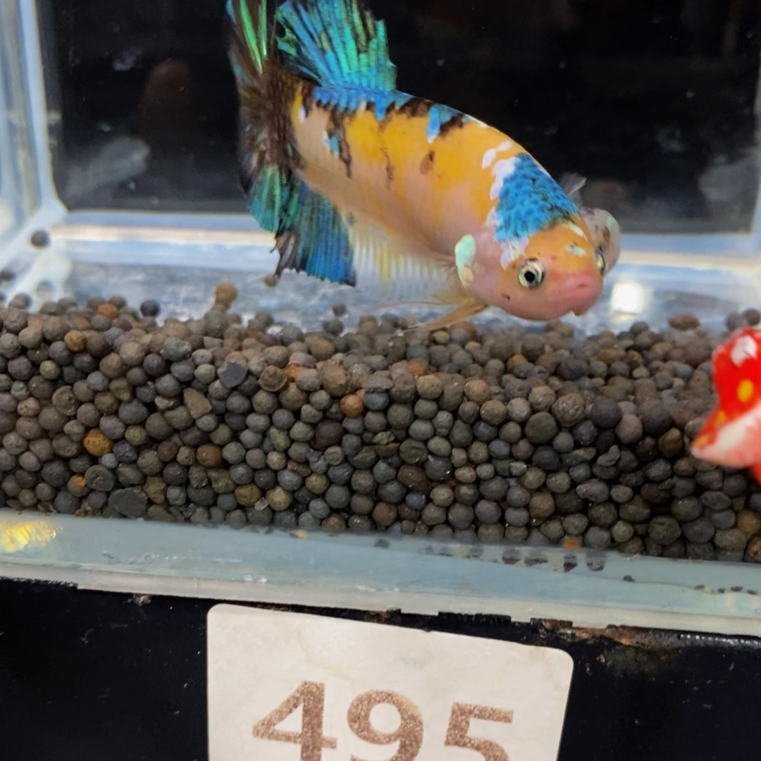 热带鱼公 495巨斗