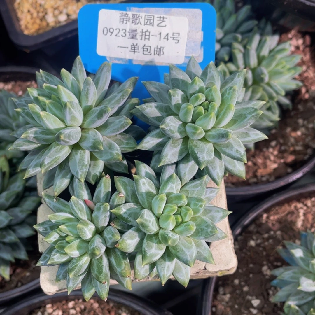 0923-14-青花瓷群生一颗