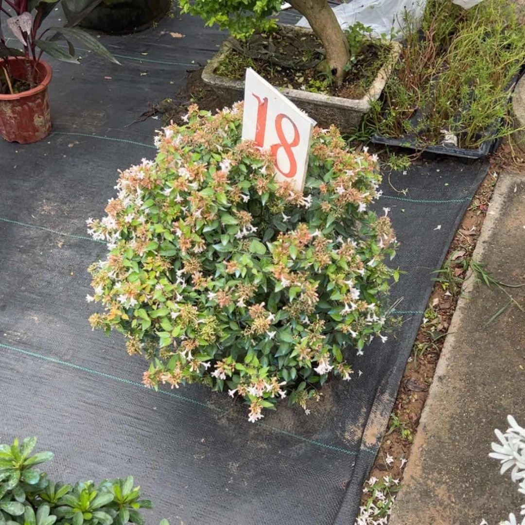 【闪购商品】完全开放丽**艺