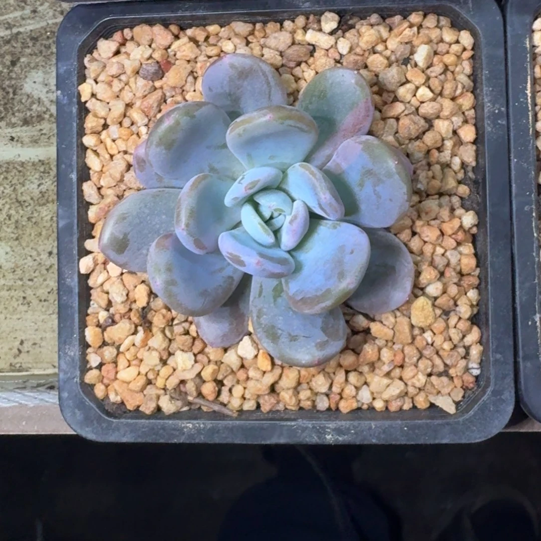 X系列美人新品 一物一拍