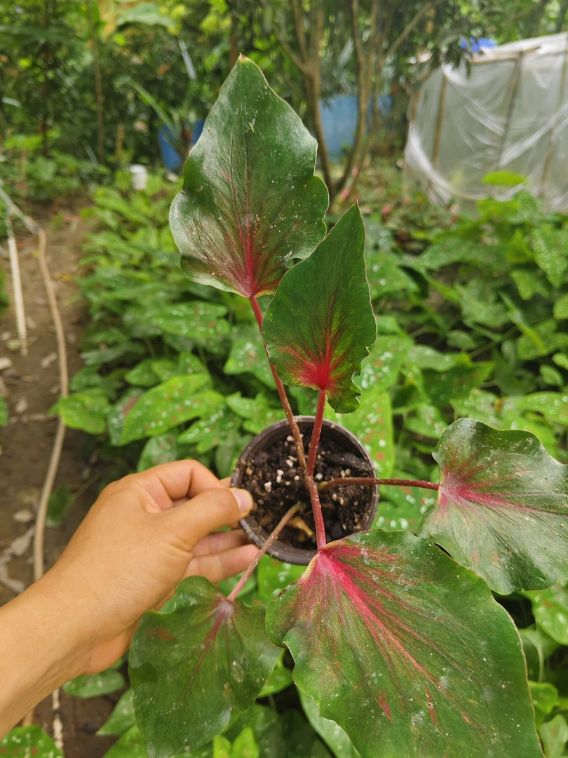 四季易养彩叶芋盆栽净化客厅办公室空气绿色植物