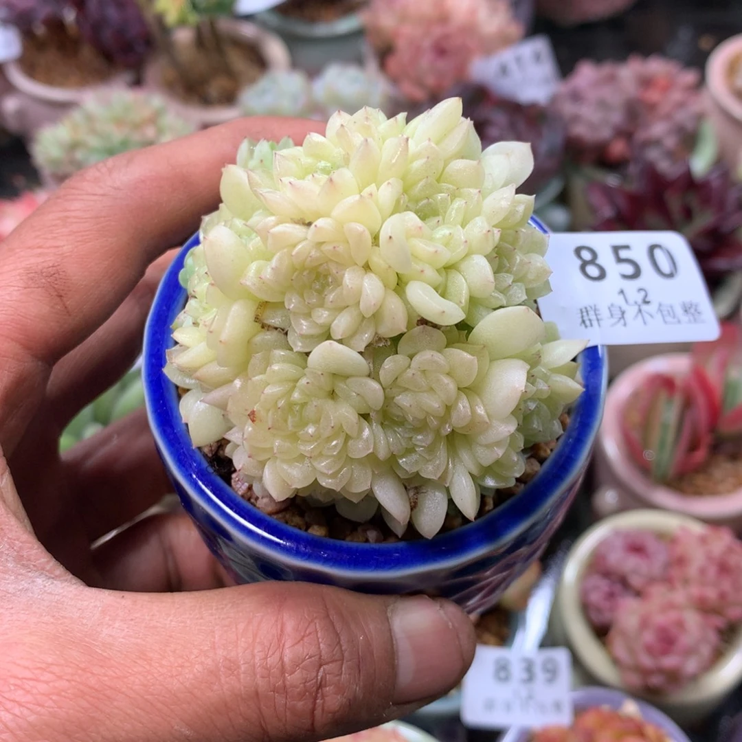 精控拇指盆1.2850