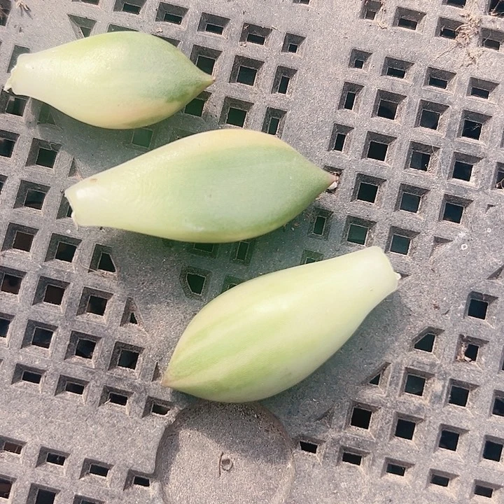 呵*多肉植物多肉植物