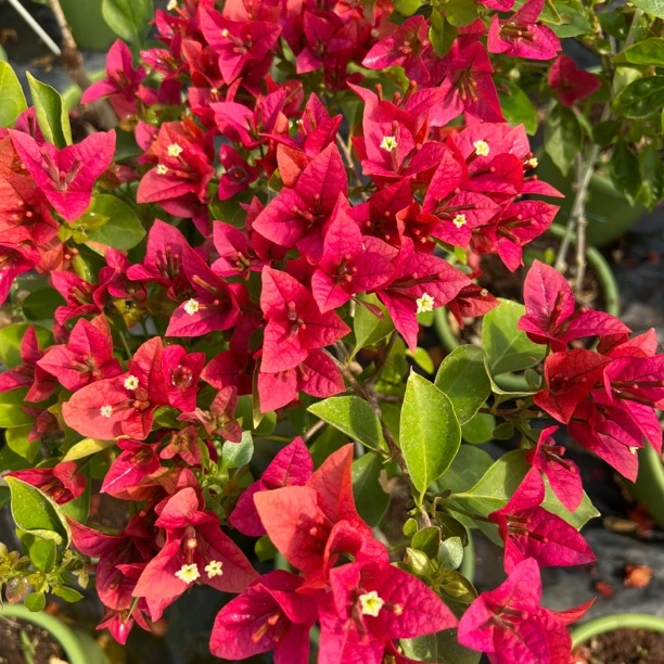 三角梅一物一拍 黄色牌-H区（H1—H100）