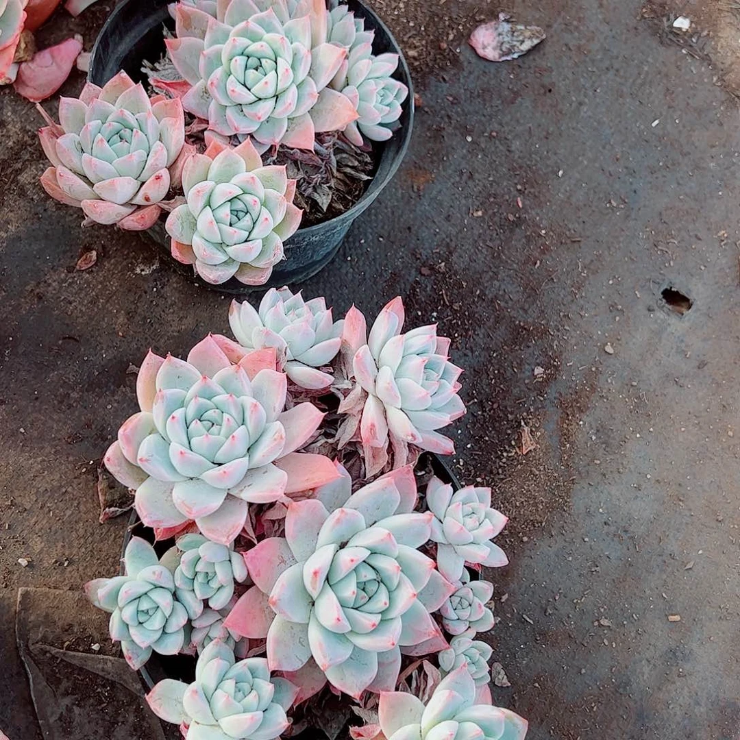 冰山美人多头造型精品