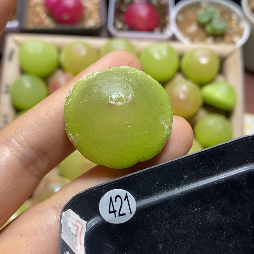 （小疤点）灯泡2.9cm多肉421