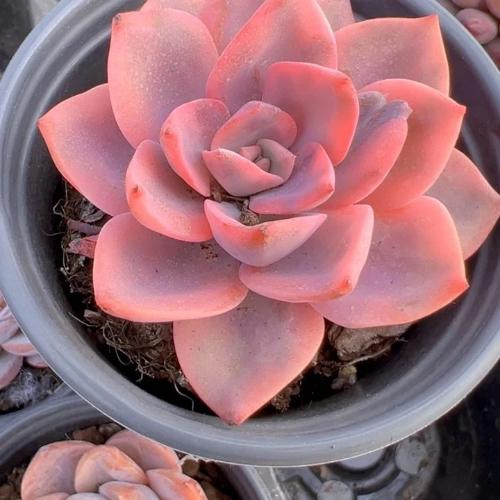 粉色哈利锦 精品多肉办公室阳台绿植园艺盆栽花卉庭院多肉植物