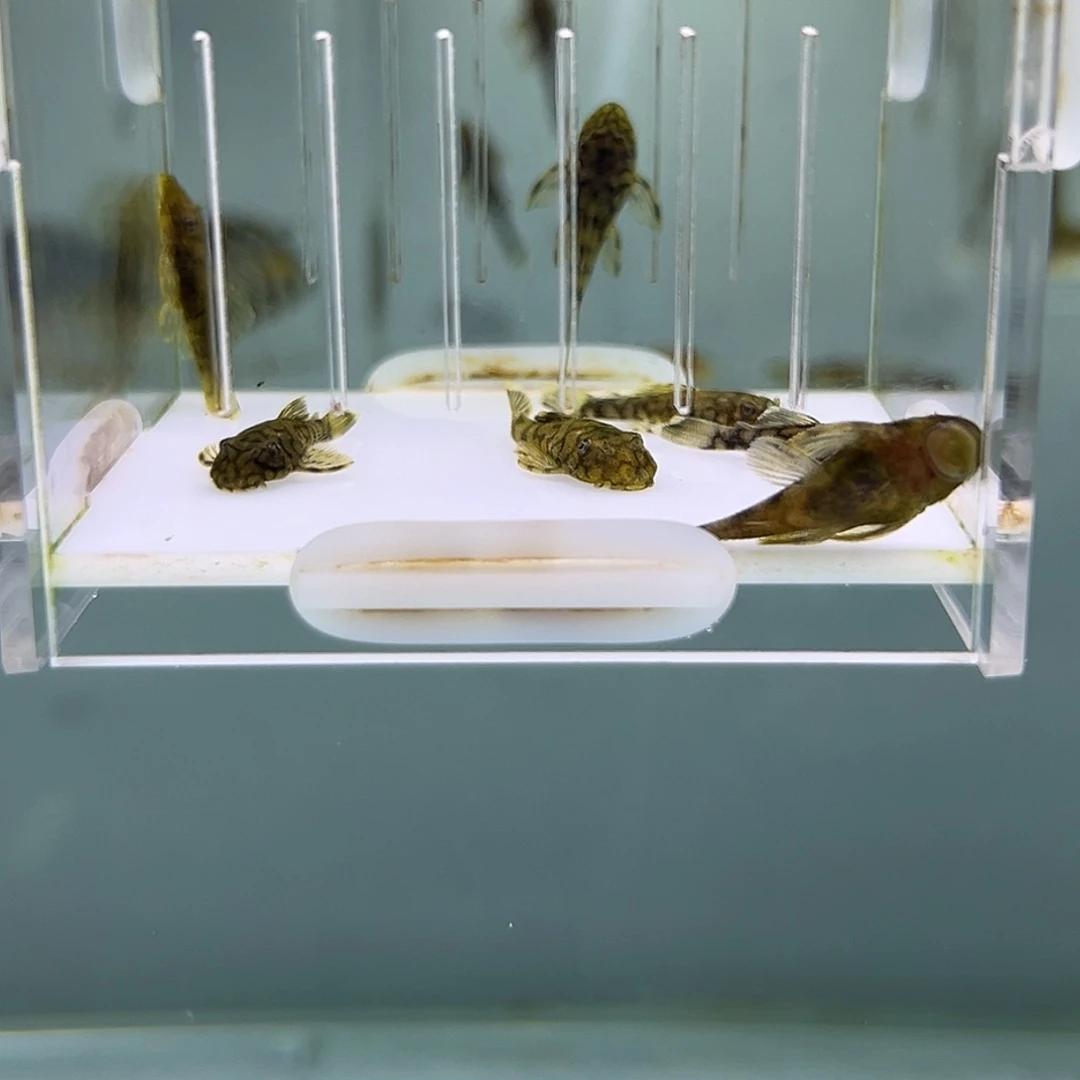 工具鱼刀锋2.5厘米7条