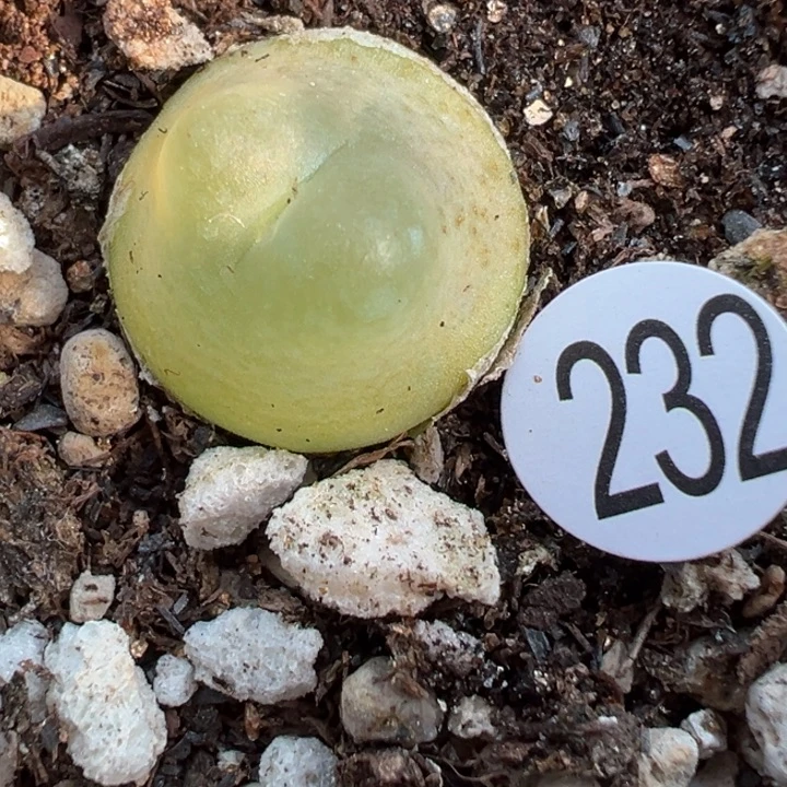 *****232号1111111111111111